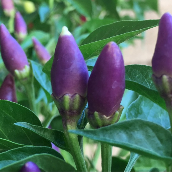 Meet your Posher, Tammy - Picture 1 of 1